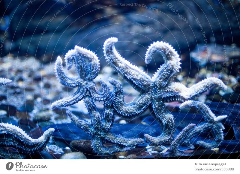 glass breaker Stars Ocean Exotic Natural Blue Water Aquarium Starfish Animal Cold Wet Stick Star (Symbol) Side by side Underwater aquarium Colour photo