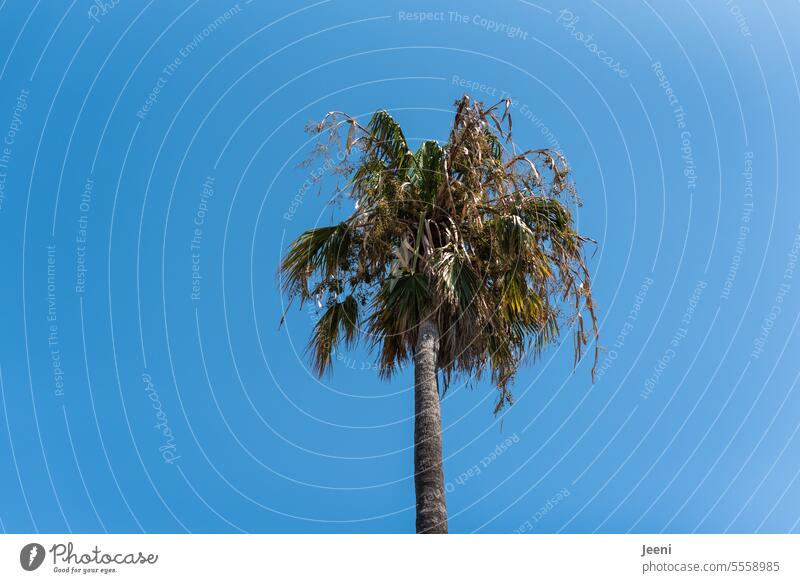 Palm tree under a blue sky Sky Blue South Vacation & Travel Palm frond Summer Plant Green Exotic Southern Europe Southern France Mediterranean sea coast