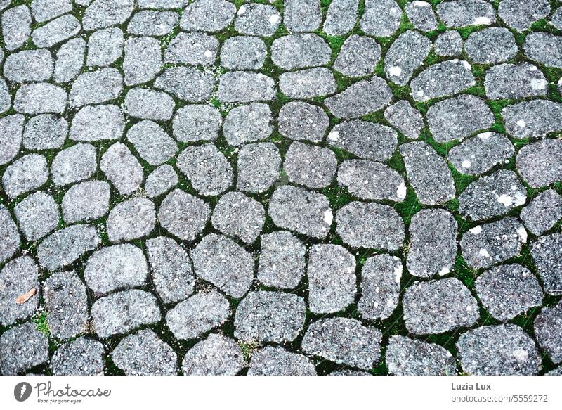 Cobblestone with moss, autumnal Green Floor covering Bird's-eye view Structures and shapes Deserted tidied Architecture Places Lanes & trails Paving stone