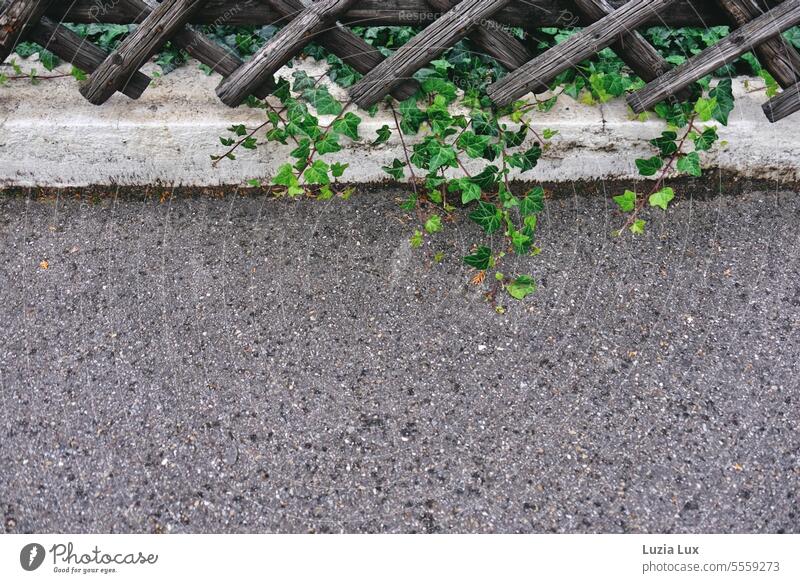 Ivy grows out from under the hunter's fence Wood Weathered Garden fence lattice fence Fence Old obliquely Wooden fence Creeper Exterior shot Wall (barrier)