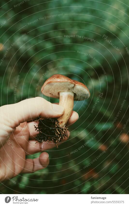 Pilze sammeln im Wald Sammeln Pilzwanderung Unschärfe Hand Pflücken Betrachten Entspannung Nahrung Nahrungssuche Grün Braun Herbst Herbstlich Oktober November