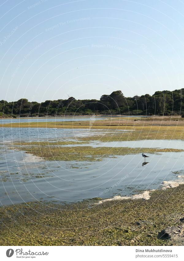 little bird in the water of lake. View of Albufera natural park near Valencia. view Bird Lake Water Blue Sky Lake Constance Seagull Flying Nature Colour photo