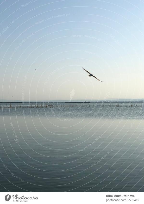 bird flying over the water of lake. View of Albufera natural park near Valencia. view Bird Lake Water Blue Sky Lake Constance Seagull Flying Nature Colour photo