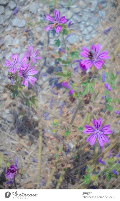 Purple green on beige gray - flowers Multiple Bright green Contrast Summer pretty Nature Colour photo Plant Shallow depth of field Deserted Exterior shot