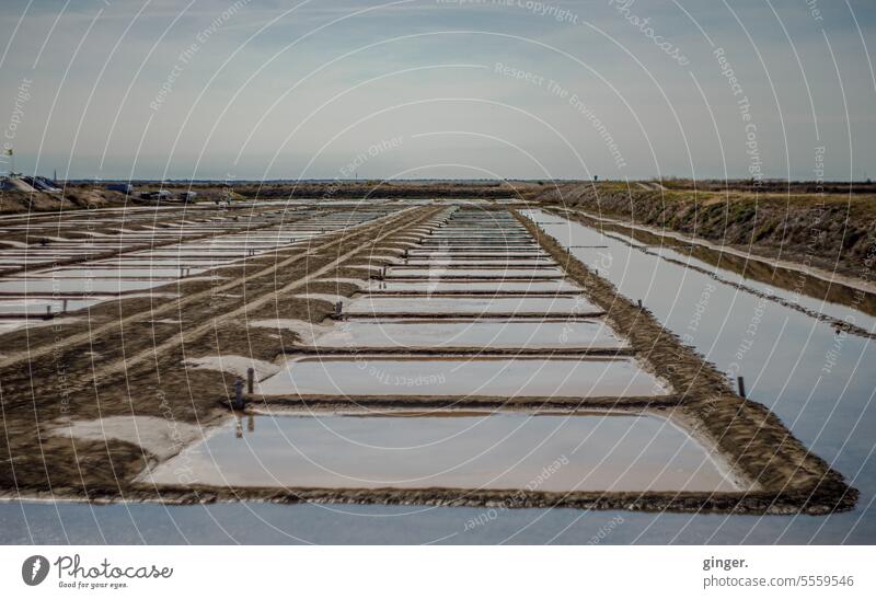 Salt fields on the Île de Ré, France salt extraction Exterior shot Saltworks Day Deserted Blue White Sunlight Summer Sky Landscape Beautiful weather Food Brown