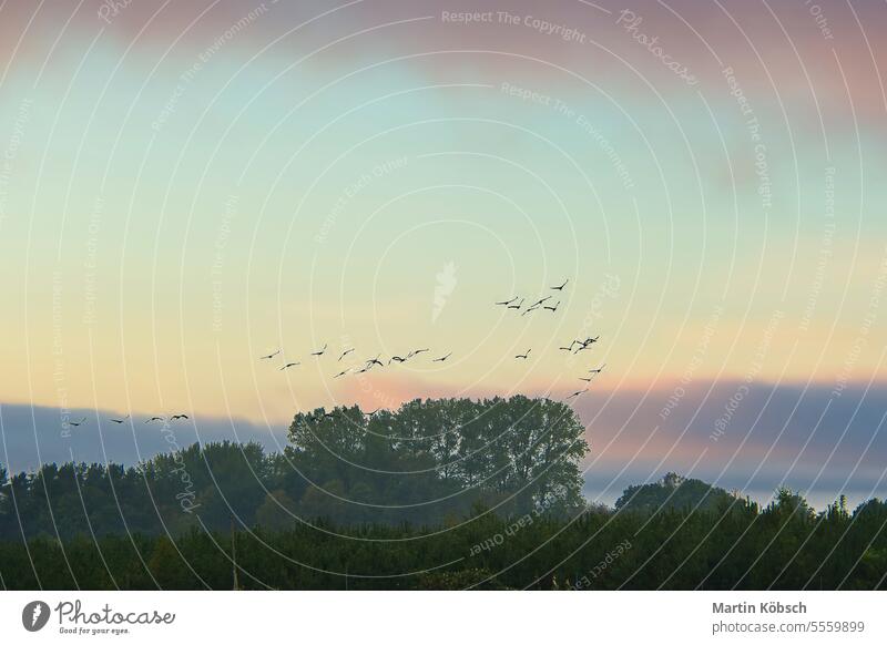 Crane flying over fields by the forest in formation. Migratory bird on the Darß. crane flight birds Darss conservation evening scene trees harvest wildlife