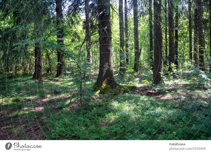 Trees in the forest overgrown with moss tree trunk forests idyllic landscape nature day Germany Bavaria green Idyll forest floor trees