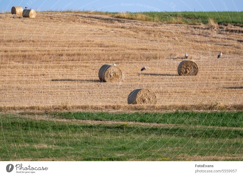 Storks ( Ciconiidae ) on a stubble field between hay bales white stork nature day vertebrates straw swarm animal agriculture rattle stork a lot bird outdoors