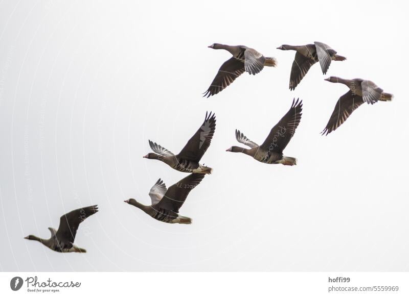 close to the gray geese in flight Gray lag goose Migratory bird Diagonal white background Wild animal Bird bird migration Flock of birds Flying Goose