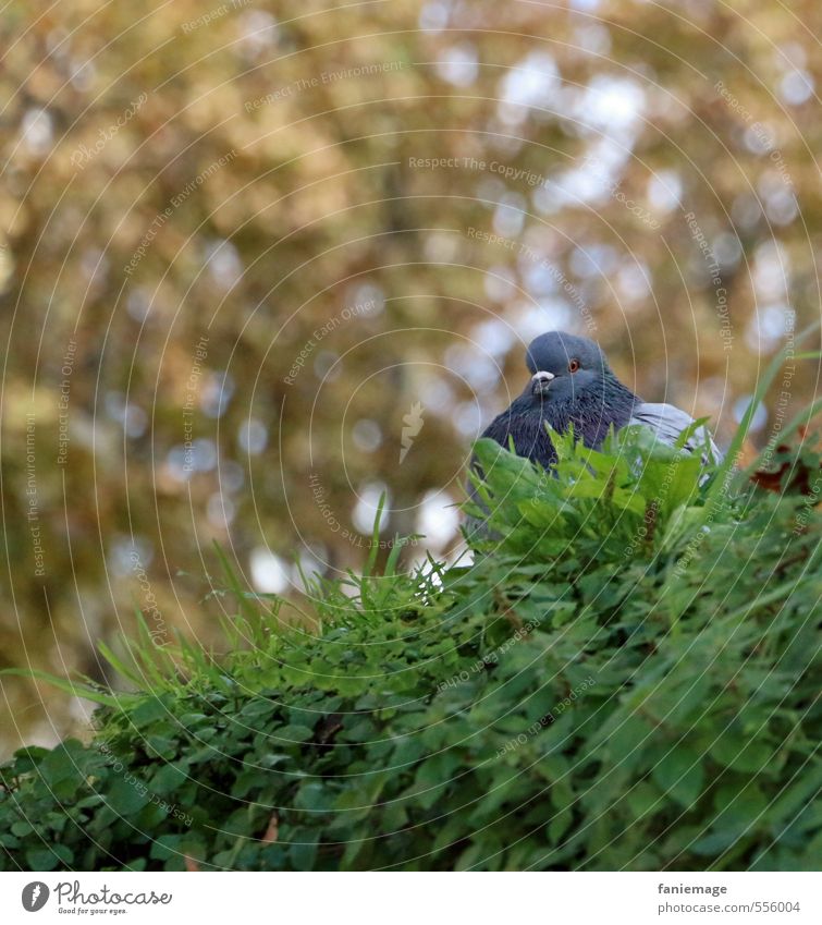 Time to plus Nature Garden Park Animal Bird Pigeon Sit Blue Brown Gold Green puff up puffed up Aix-en-Provence France Autumnal colours Early fall Hide Plant