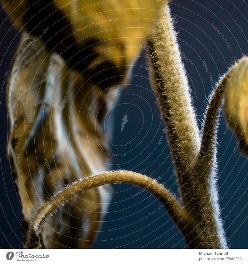 Withered leaves and stem of a sunflower Sunflower withered faded flowers withered leaf withered plant Nature Plant Flower Transience Faded Autumn Close-up