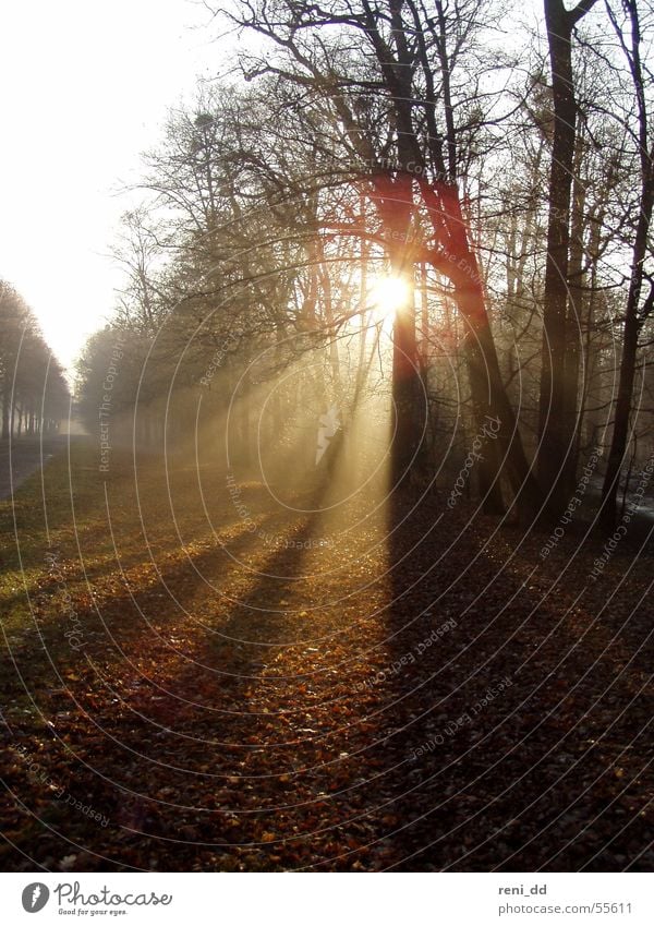 forest in the morning light Autumn Tree Leaf Dresden Morning Sunrise Fog Avenue Seasons Cold Forest Light large garden Dawn Bright spot Shadow