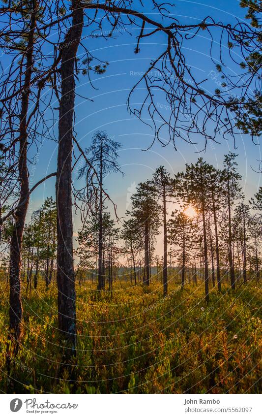 Dry trees on karelian swamp forest landscape summer grass sky scenery day wood north northern dry view green outdoor scenic moss bog spring water russia nature