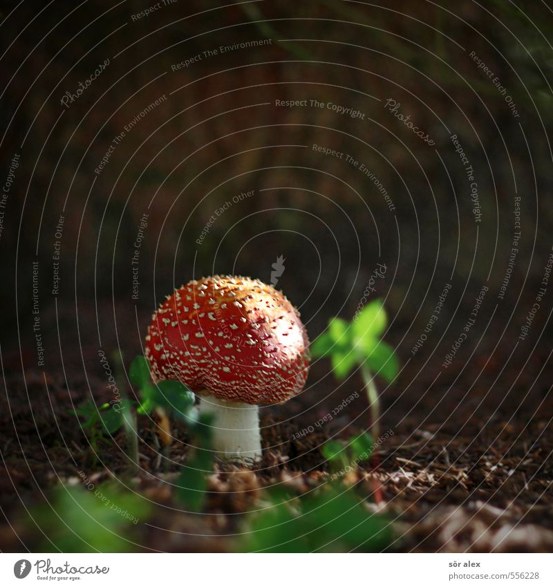 hello sunshine Environment Plant Autumn Beautiful weather Foliage plant Wild plant Mushroom Amanita mushroom Growth Natural Red White Happy Contentment Life