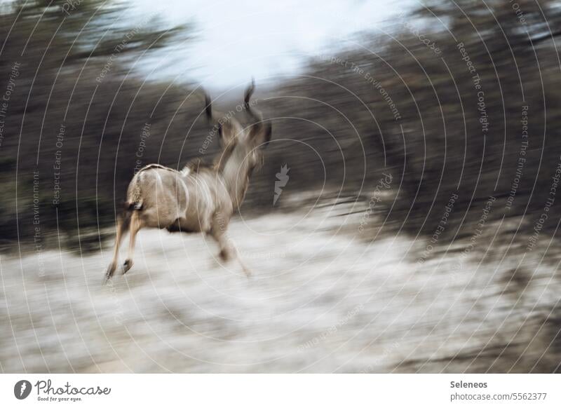 off to the weekend Safari Wild Antelope Kudu South Africa Vacation & Travel Nature Adventure Wild animal Tourism Animal portrait Freedom Exterior shot