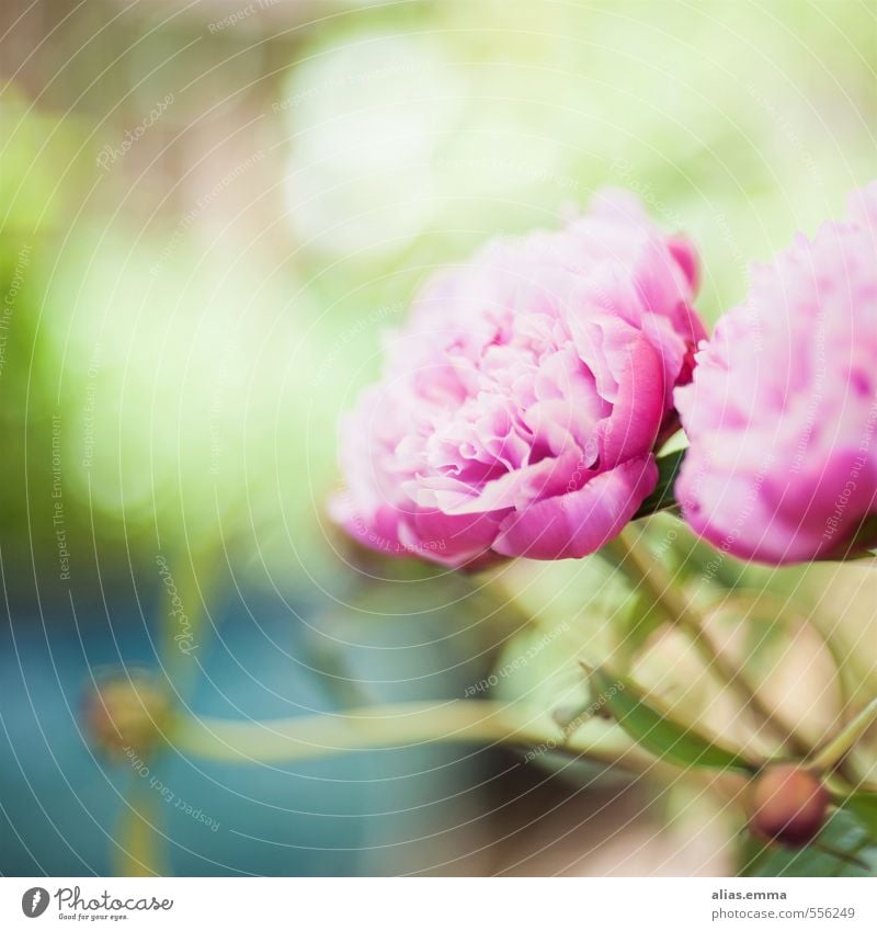 spring wonderland Peony Pentecost Flower Nature Pink Delicate Blossom Bud Green