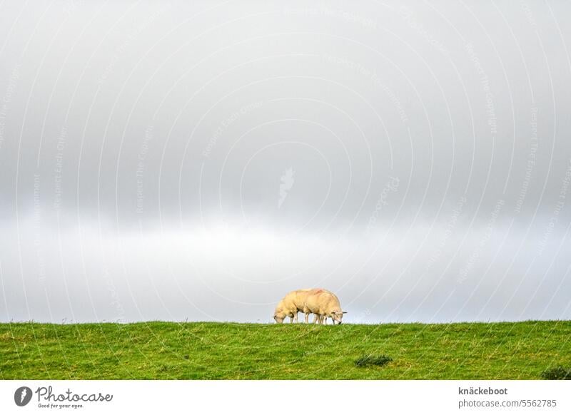 sheep on the elbe dike Meadow Elbe Dyke Sheep Grass Group of animals Nature Willow tree Agriculture Animal Exterior shot Copy Space top Green Environment