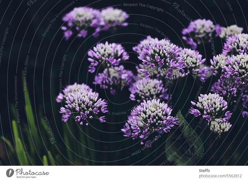 blooming mountain leek blossom Summer Blossoms summer plant garden plant little flowers summer bloomers Edible Purple flowers rustic garden plant bee-friendly