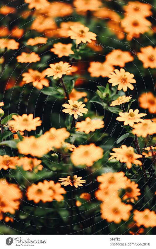 yellow zinnias zinnien Carpet of flowers blossom ornamental plants Flourishing garden flowers Yellow orange yellow floral warm colors July heyday