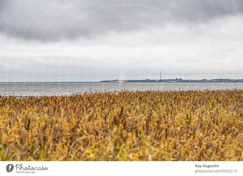 Wadden Sea National Park off Sylt Sylt island North Sea coast Mud flats Nature reserve North Sea Islands schleswig holstein bird sanctuary Exterior shot