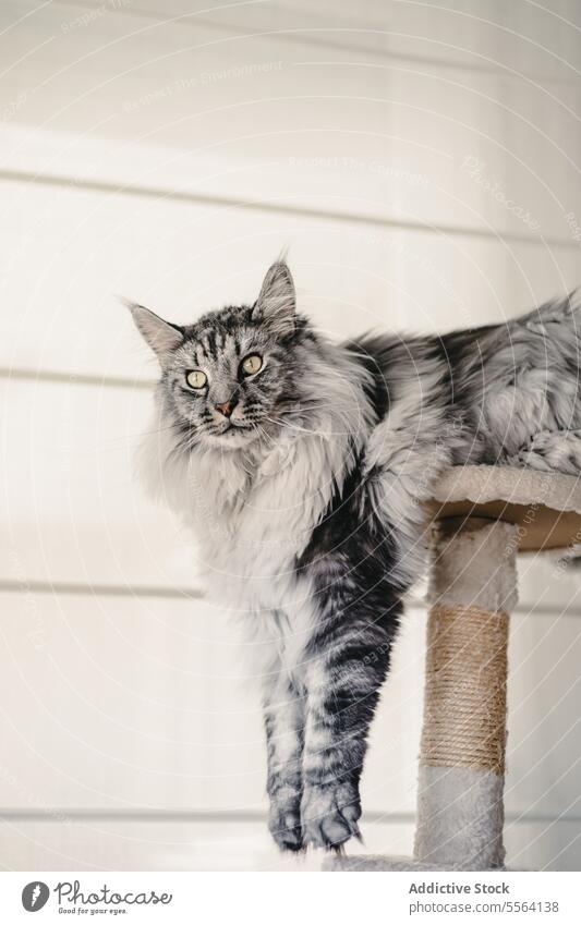 Gray and white cat laying at home pet rest apartment animal domestic kitty adorable cute mammal fur relax fluff feline comfort wall flat tranquil whisker sweet