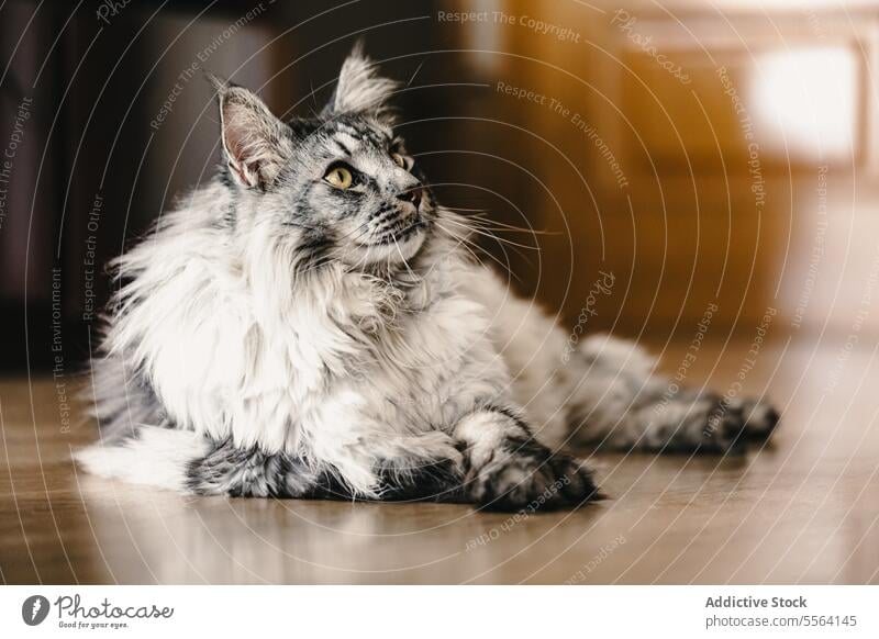 Gray and white cat laying at home pet rest apartment animal domestic kitty adorable cute mammal fur relax fluff feline comfort flat tranquil whisker sweet