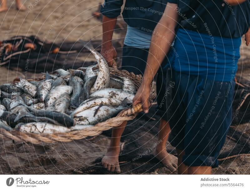 Unrecognizable barefoot fishermen waking with basketful of fishes on beach walk seashore carry nature sand male heap coast fishing daytime many summer pile