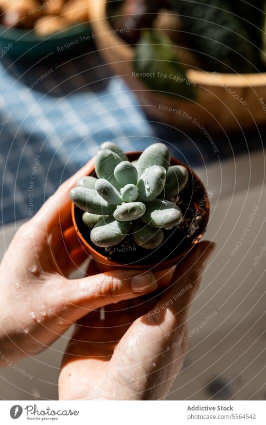 Unrecognizable person holding pot of green cactus in daylight gardener soil plant growth wooden surface home succulent hobby botany fresh flora organic vegetate