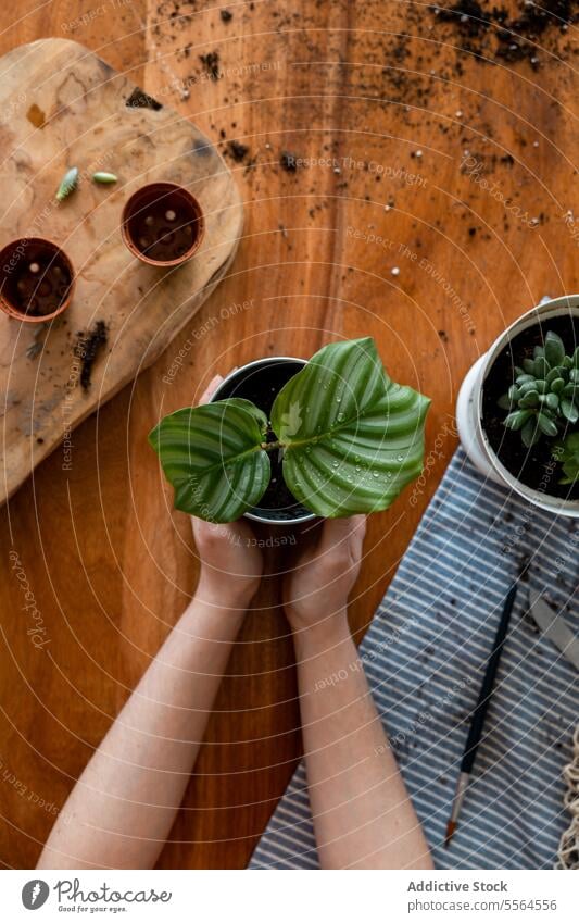 Unrecognizable woman in apron withgreen leaves plant at desk gardener leaf sprinkle bottle pot at home female stand horticulture cultivate care vegetate botany