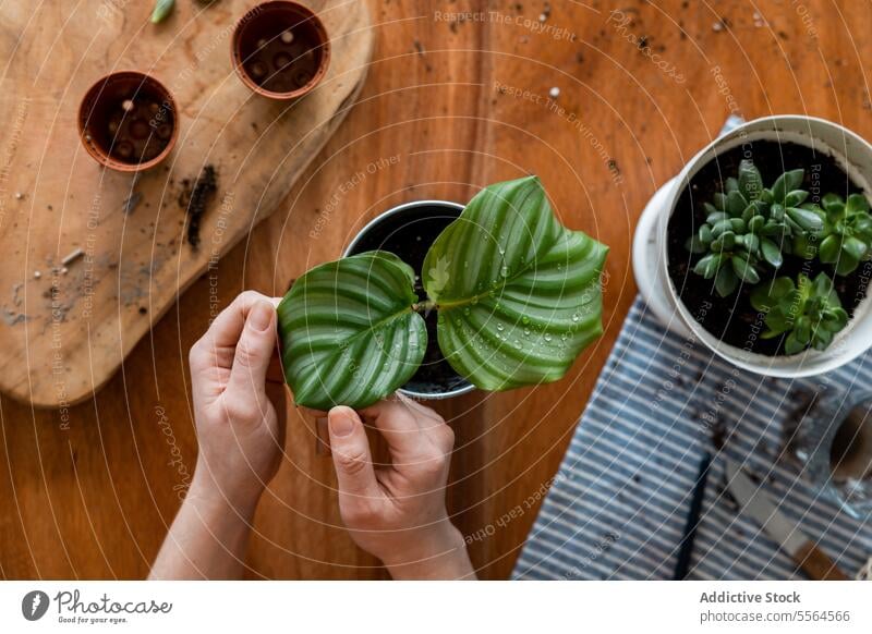 Unrecognizable woman in apron withgreen leaves plant at desk gardener leaf sprinkle bottle pot at home female stand horticulture cultivate care vegetate botany