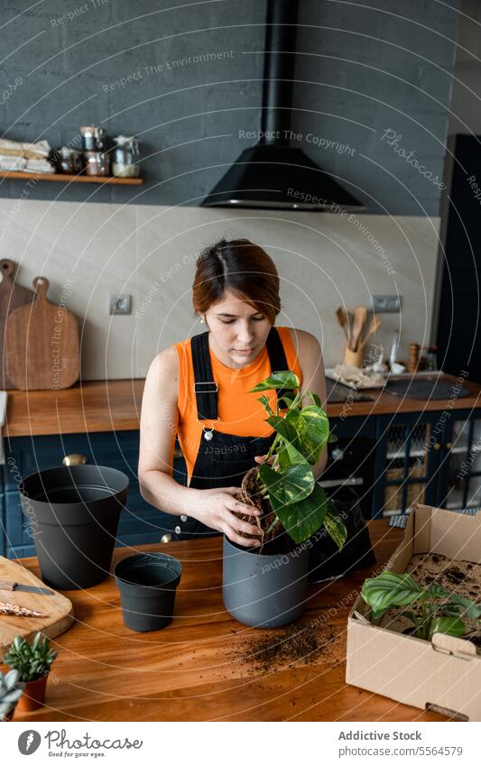 Young woman standing at table with green plants and pots in daylight gardener apron surface box cardboard at home female young wooden care work hobby flora rub