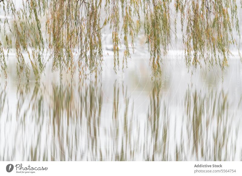 Colorful branches of willow tree over reflective lake in winter forest nature reflection snow picturesque pond leaf peaceful scenic environment landscape