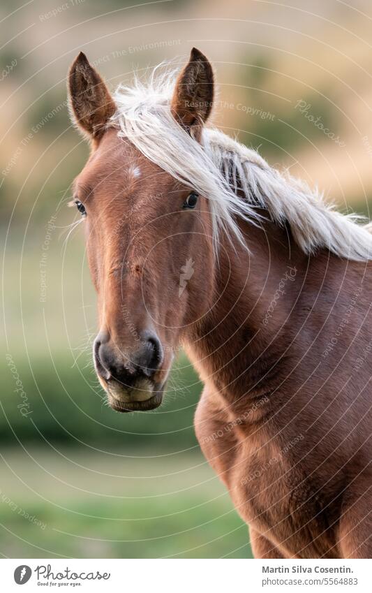 Horses in the Pyrenees in autumn in the countryside. Andorra adorable agriculture alone animal background beautiful clear cow day estany estanys farm field font