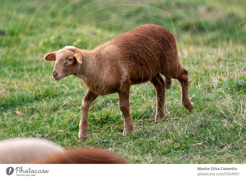 Flock of sheep in the Pyrenees in autumn in the countryside. agriculture andora andorra. animal breed camp canillo closeup crowd cute day domestic el tarter ewe