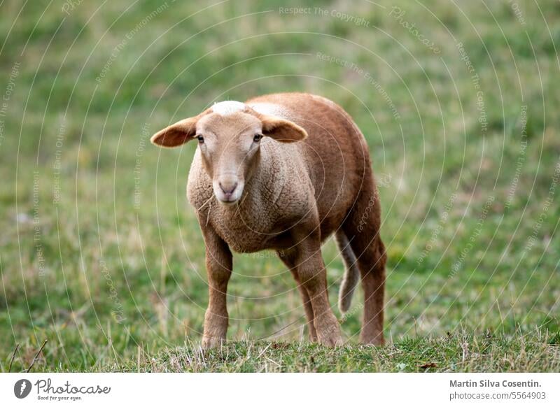 Flock of sheep in the Pyrenees in autumn in the countryside. agriculture andora andorra. animal breed camp canillo closeup crowd cute day domestic el tarter ewe