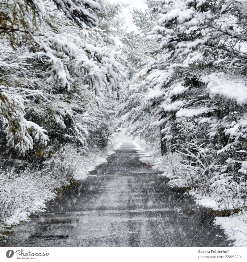 Looking down a path with snow covered trees Trees nature winter scene winter landscape snowy snowfall seasonal envioronment cold white weather frost frozen