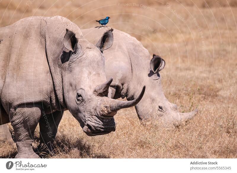 Rhino interaction with perched bird savanna blue wildlife nature animal mammal horn dry grass field wilderness outdoors day sunlight trees landscape Africa skin