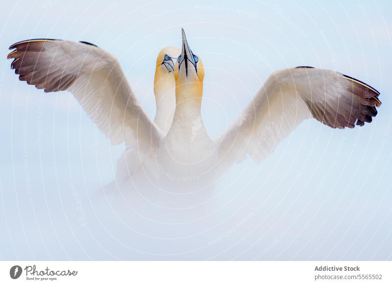 Northern gannets in a tender moment northern beak sky wing bird wildlife nature white feather spread interaction tenderness Ireland Morus bassanus seabird