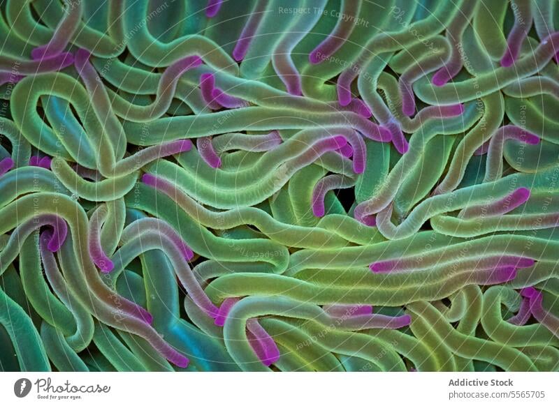 A close up of a green and pink sea anemone background vibrant marine life ocean underwater texture Asturias Spain coral tentacles colorful aquatic invertebrate