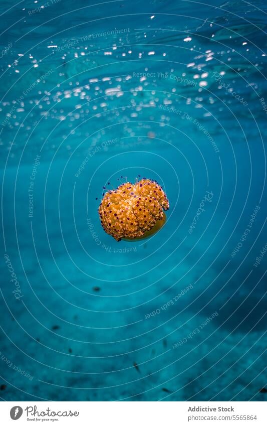 An orange sea ​​anemone floating in the ocean water underwater Menorca Mediterranean Sea beach summer vacation leisure fun vibrant colorful round marine aquatic