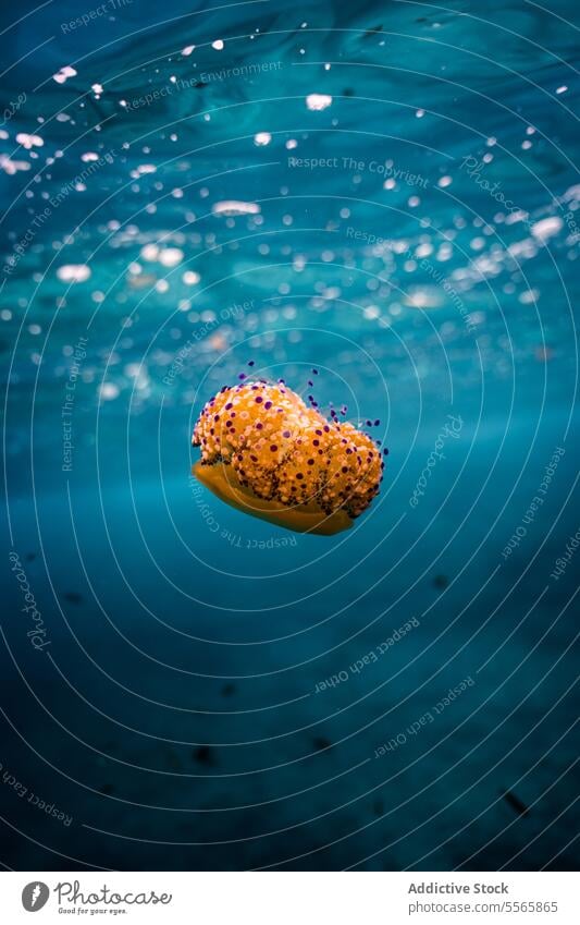 An orange sea ​​anemone floating in the ocean water underwater Menorca Mediterranean Sea beach summer vacation leisure fun vibrant colorful round marine aquatic