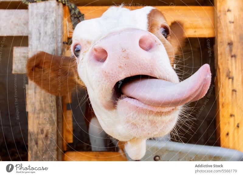 Cow standing in wooden fenced stall in farm cow country traditional natural countryside animal environment ranch agriculture farmland rural place mammal farming