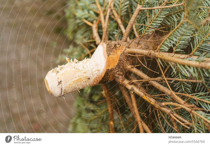 sharpened Christmas tree ending at a street market machine cut winter wonderland december christmas market christmas tree germany shop purchase farm pine tree