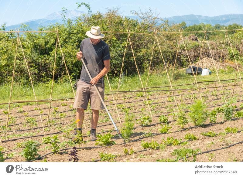 Mature man tilling a field on sunny day rake vegetables plants hat mountains soil tending rows cultivation nature green outdoors farm farmer work tool task care