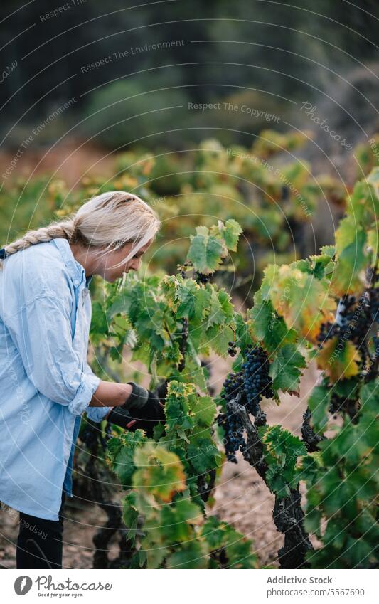 Woman harvesting fresh grapes growing in farm farmer woman picking ripe vine vineyard side view blonde focus casual attire work fruit plant stand food