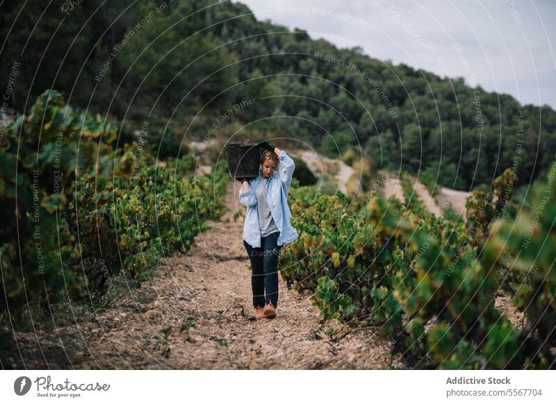 Woman carrying bucket while harvesting organic grapes farmer vineyard fruit plantation casual attire work stand agriculture vinery wine nature rural production