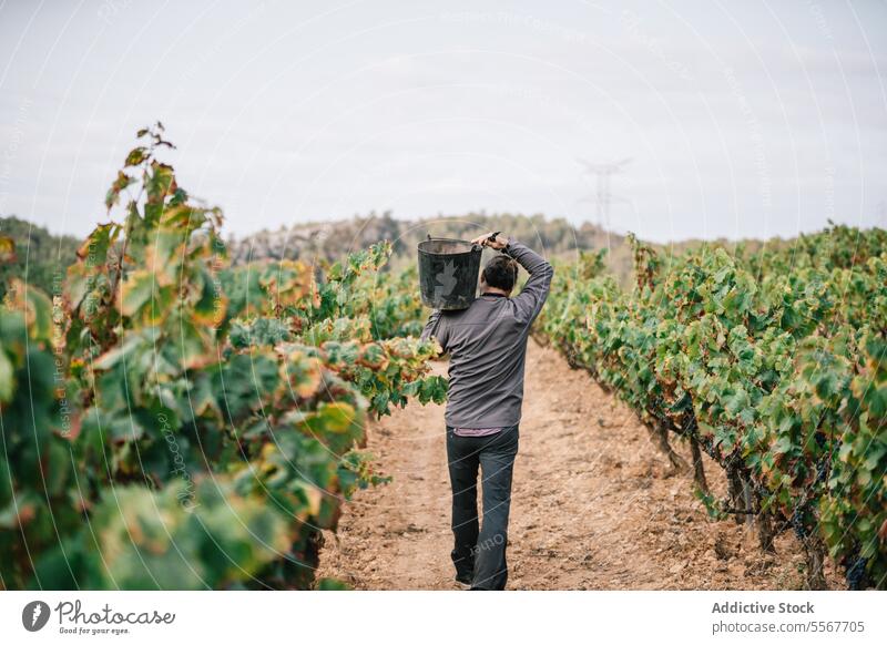 Anonymous man carrying bucket while harvesting organic grapes farmer vineyard fruit plantation casual attire work stand agriculture vinery wine nature rural