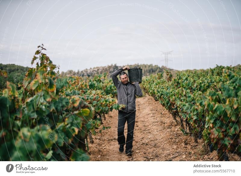 Man carrying bucket while harvesting organic grapes farmer vineyard fruit plantation casual attire work stand agriculture vinery wine nature rural production