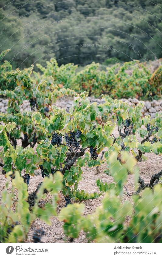 Ripe grapes growing on vines at farm vineyard fruit bunch fresh lush plant agriculture countryside nature rural food leaf production grapevine vinery wine red