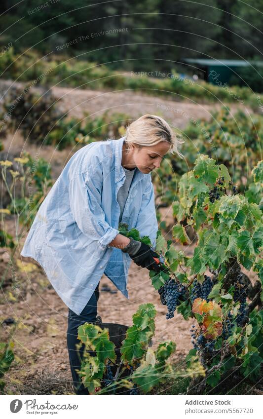 Vintner harvesting grapes in agricultural plantation farmer woman picking ripe vine vineyard side view blonde focus casual attire work fruit stand food